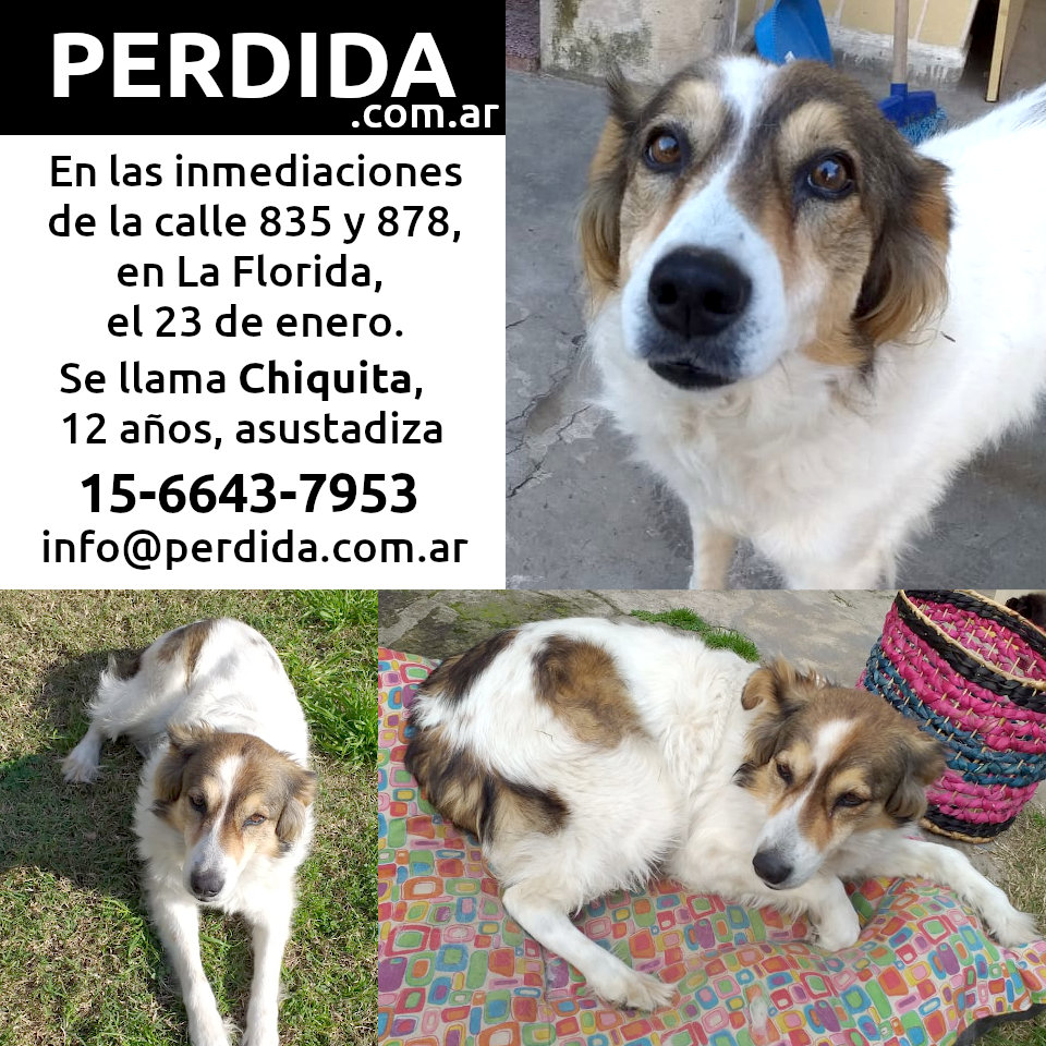 Buscamos a Chiquita, perdida el 23 de enero de 2020